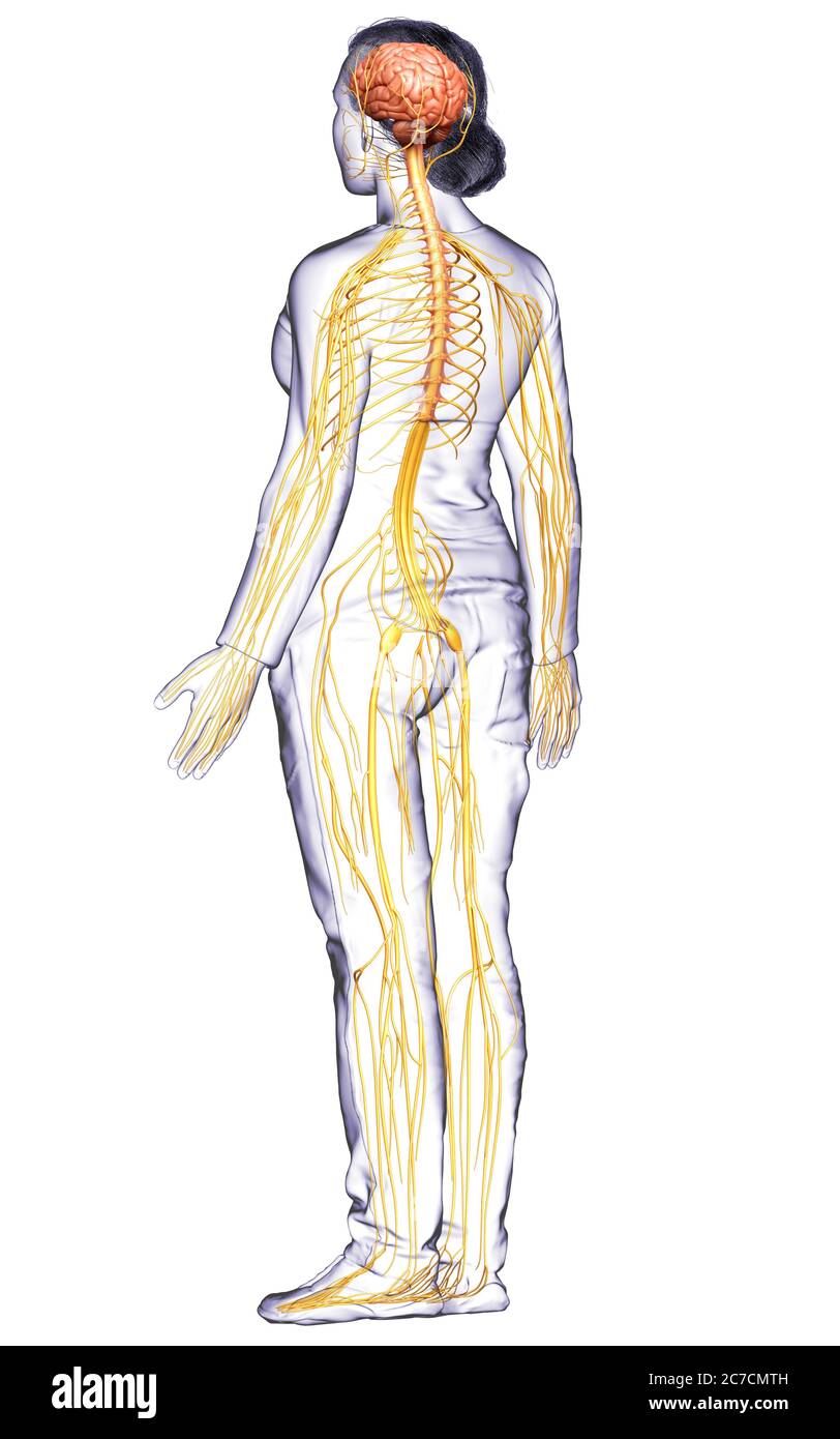 3d-Darstellung medizinisch akkurate Darstellung eines weiblichen Nervensystems Stockfoto