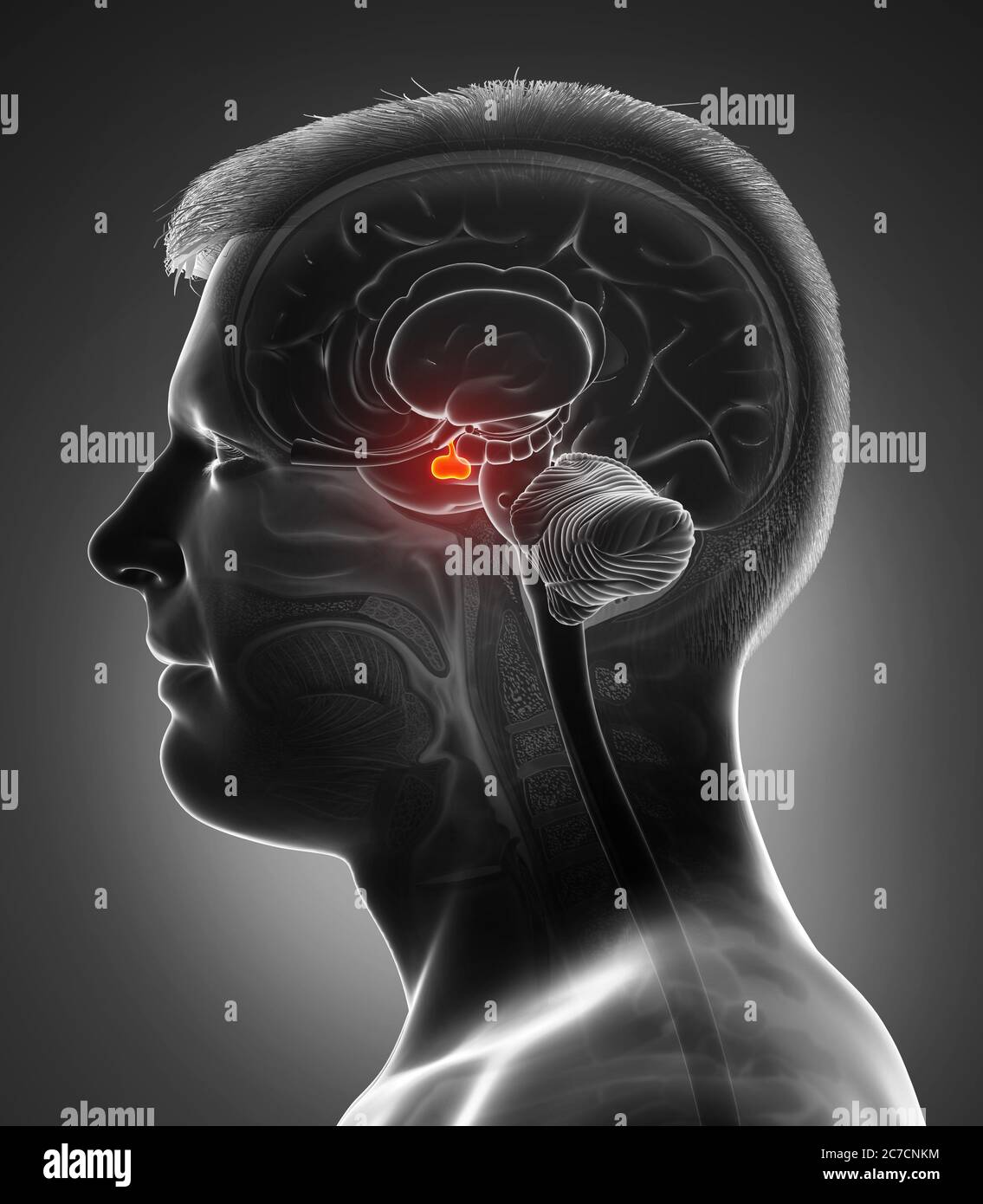 3d Rendering medizinische Illustration eines männlichen Gehirn Anatomie HYPOPHYSE - Querschnitt Stockfoto