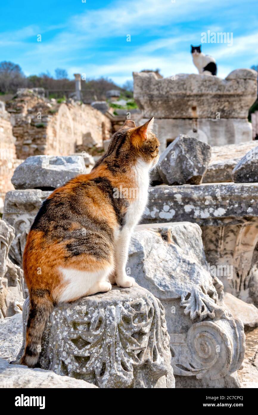 Katzen in den Ruinen von Ephesus, Selçuk, Provinz Izmir, Türkei Stockfoto