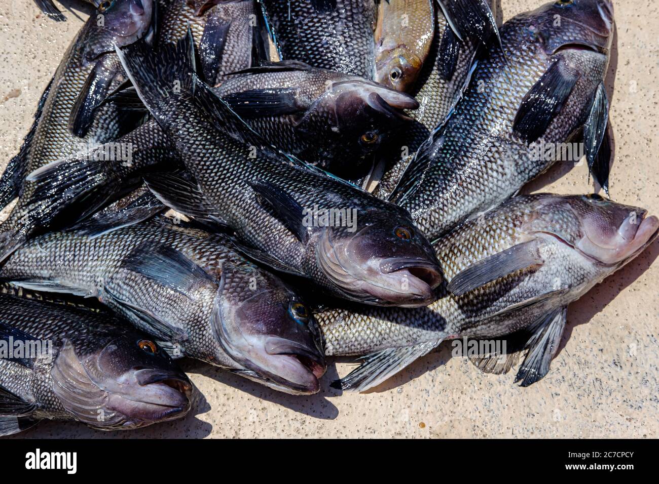 Foto von frisch gefangenem schwarzen Seebarsch auf dem Deck eines Bootes Stockfoto