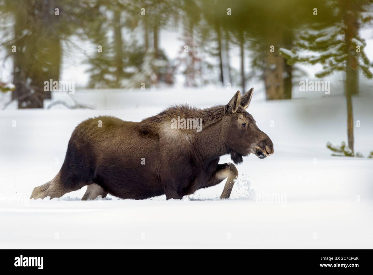 Elche (Alces Alces) Wandern im Schnee, Lamar Valley, Yellowstone National Park, Wyoming, USA. Stockfoto