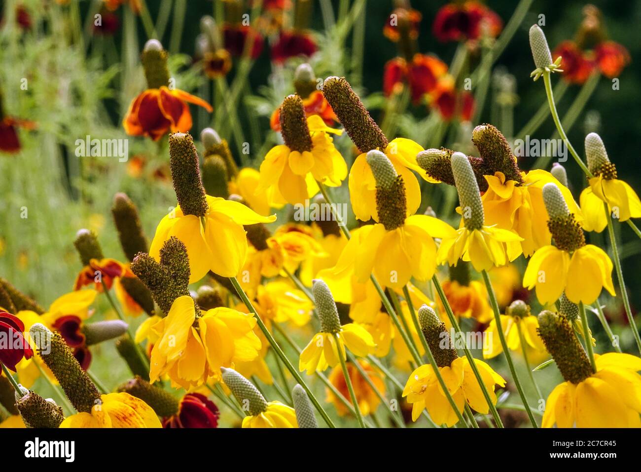 Gelb Mexican hat Ratibida columnifera Stockfoto