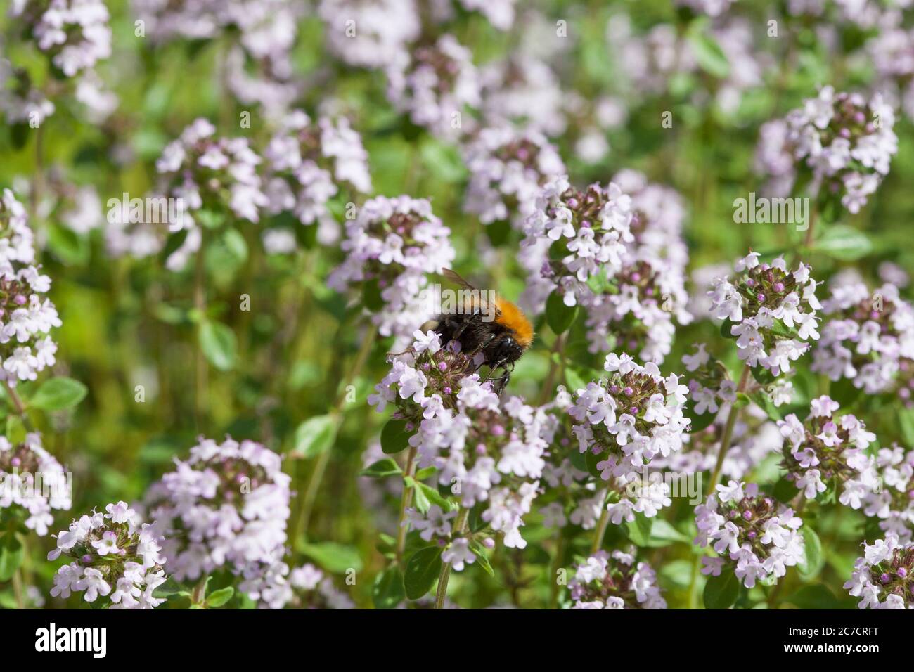 HUMMEL Bombus terrestris auf Oregano Blume Stockfoto