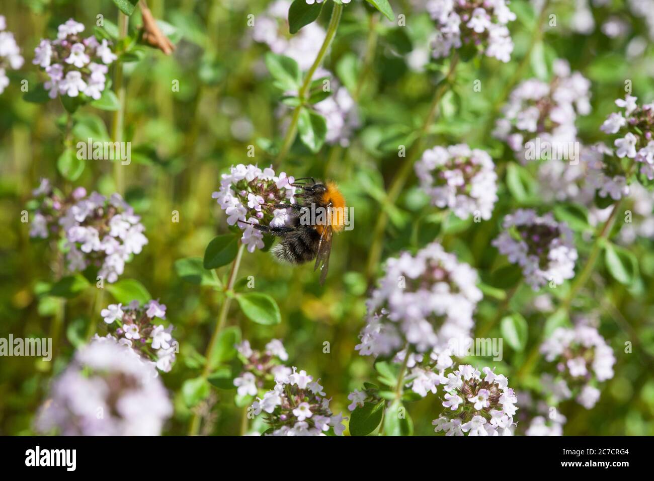 HUMMEL Bombus terrestris auf Oregano Blume Stockfoto