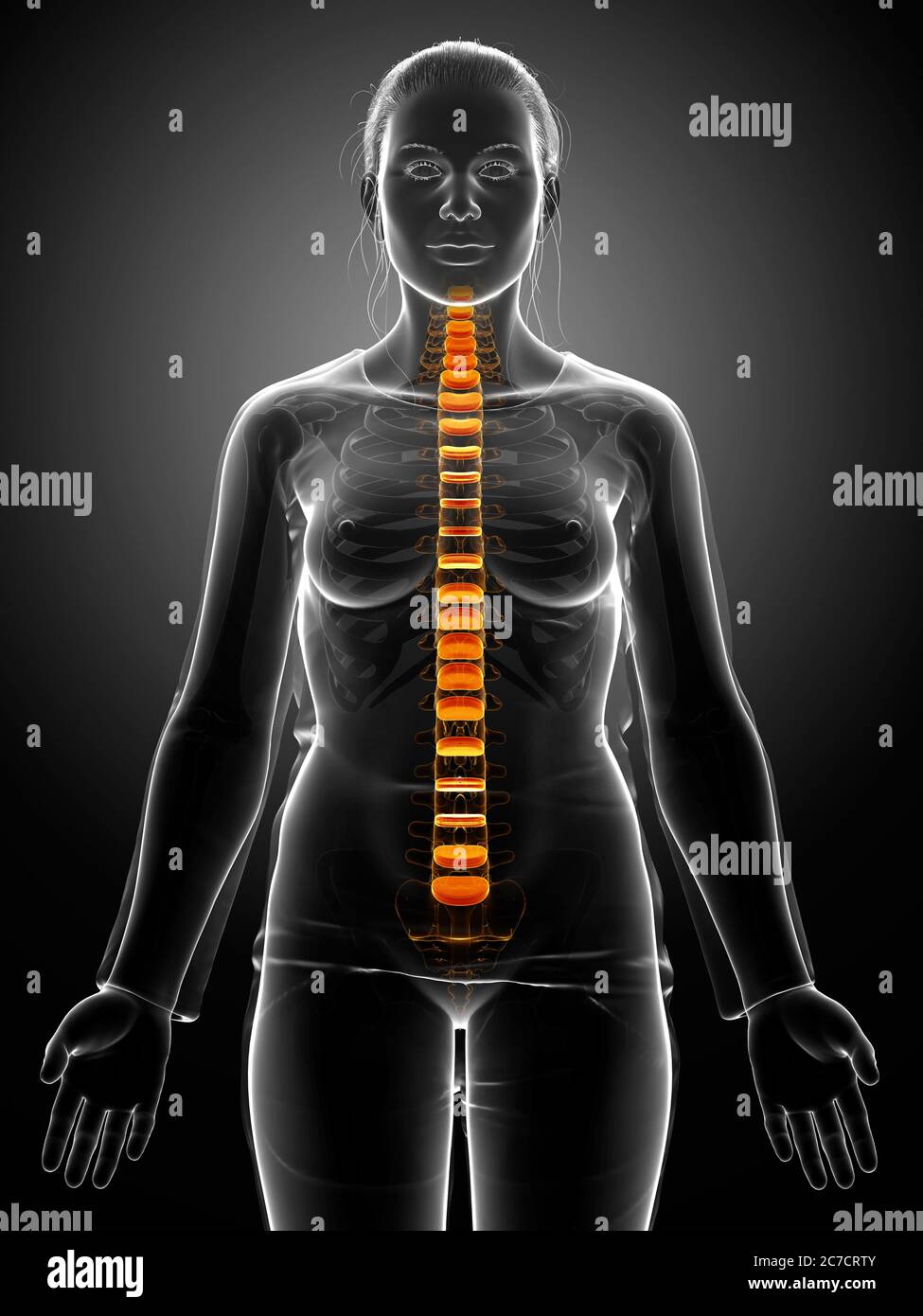Anatomie der Bandscheibe des Rückens Stockfoto