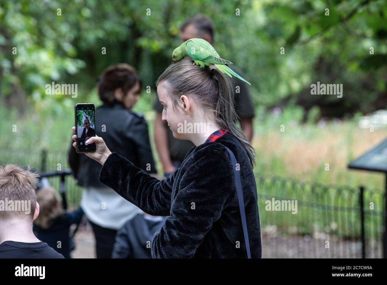St James's Park, London. Juli 2020. UK Wetter: Sittiche Genießen Sie die Rückkehr von Touristen an einem warmen, aber bewölkten Tag in St James's Park, London, Vereinigtes Königreich Credit: Clickpics/Alamy Live News Stockfoto