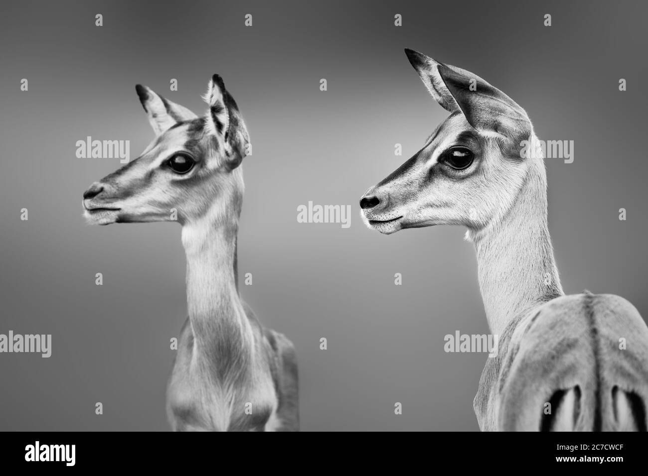 Impala Nahaufnahme Porträt in schwarz-weiß. Unter Erwachsenen. Sehr fokussiert. Aepyceros melampus Stockfoto