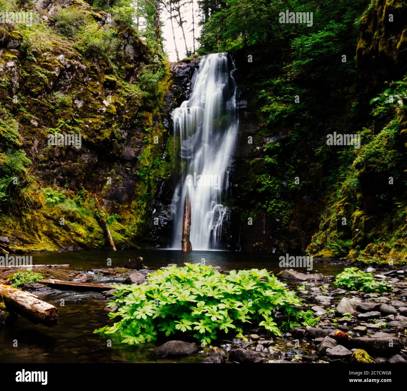 Wunderschöner Wasserfall, der auf einer Klippe von grünen Bäumen umgeben ist Und Pflanzen Stockfoto