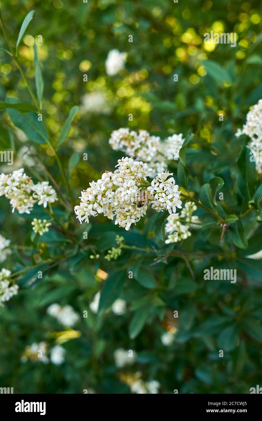 Ligustrum vulgare weiße Blüte Stockfoto