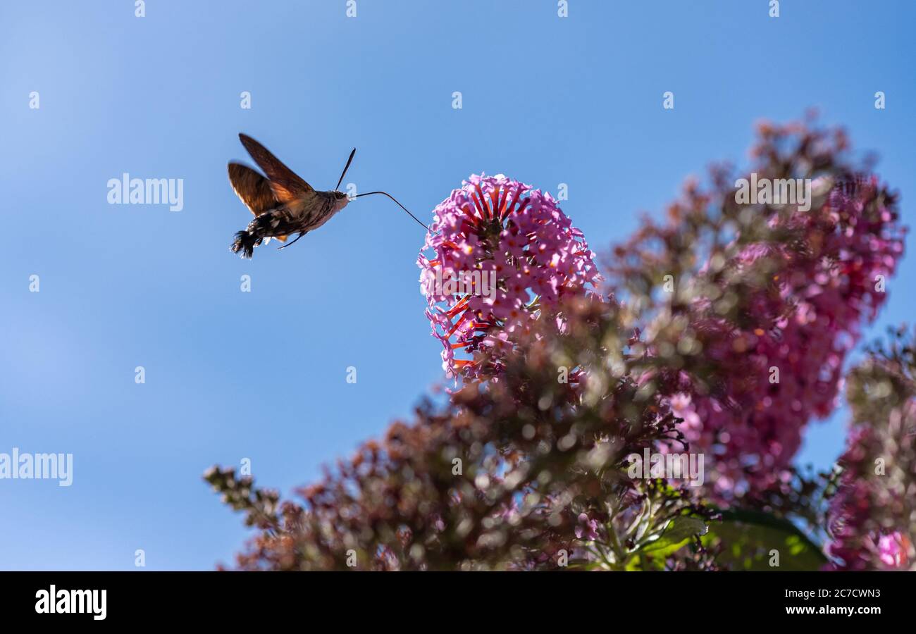 Kolibri-Falkenmotte sammelt Nektar eine rosa Buddleja Blume mit ihren langen Proboscis während sie schwebt. Isoliert auf einem blauen Himmel. Stockfoto