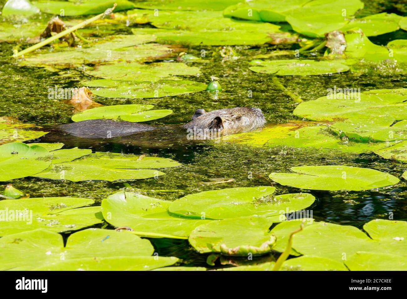 Ausgewachsener Coypu im Teich. Coypu ist ein großer, pflanzenfressender, semiaquatischer Nager. Mitglied der Familie Myocastoridae, die zu den Echimyidae gehört Stockfoto