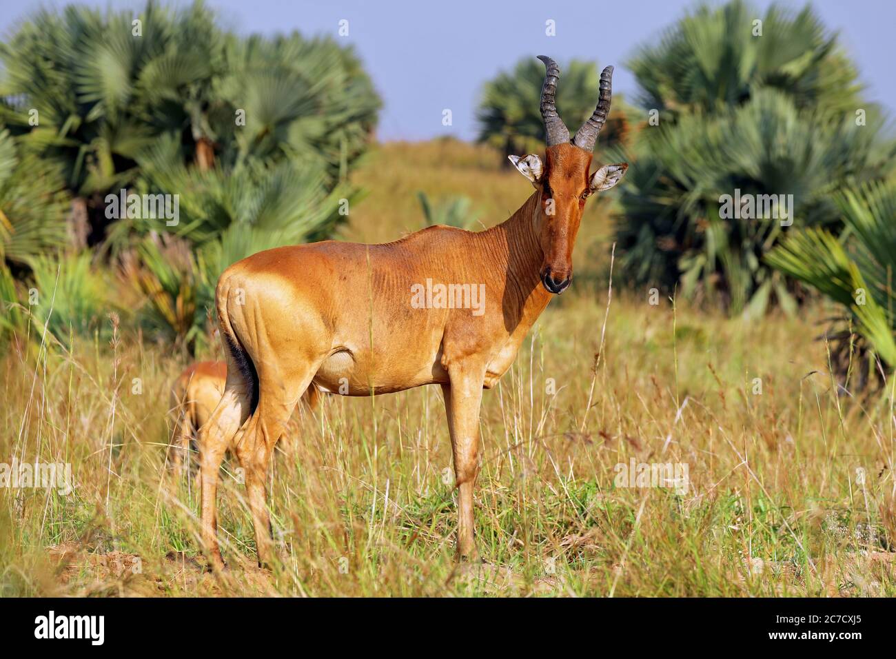 Jacksons Hartebeest, Murchison Falls National Park Ugan Stockfoto