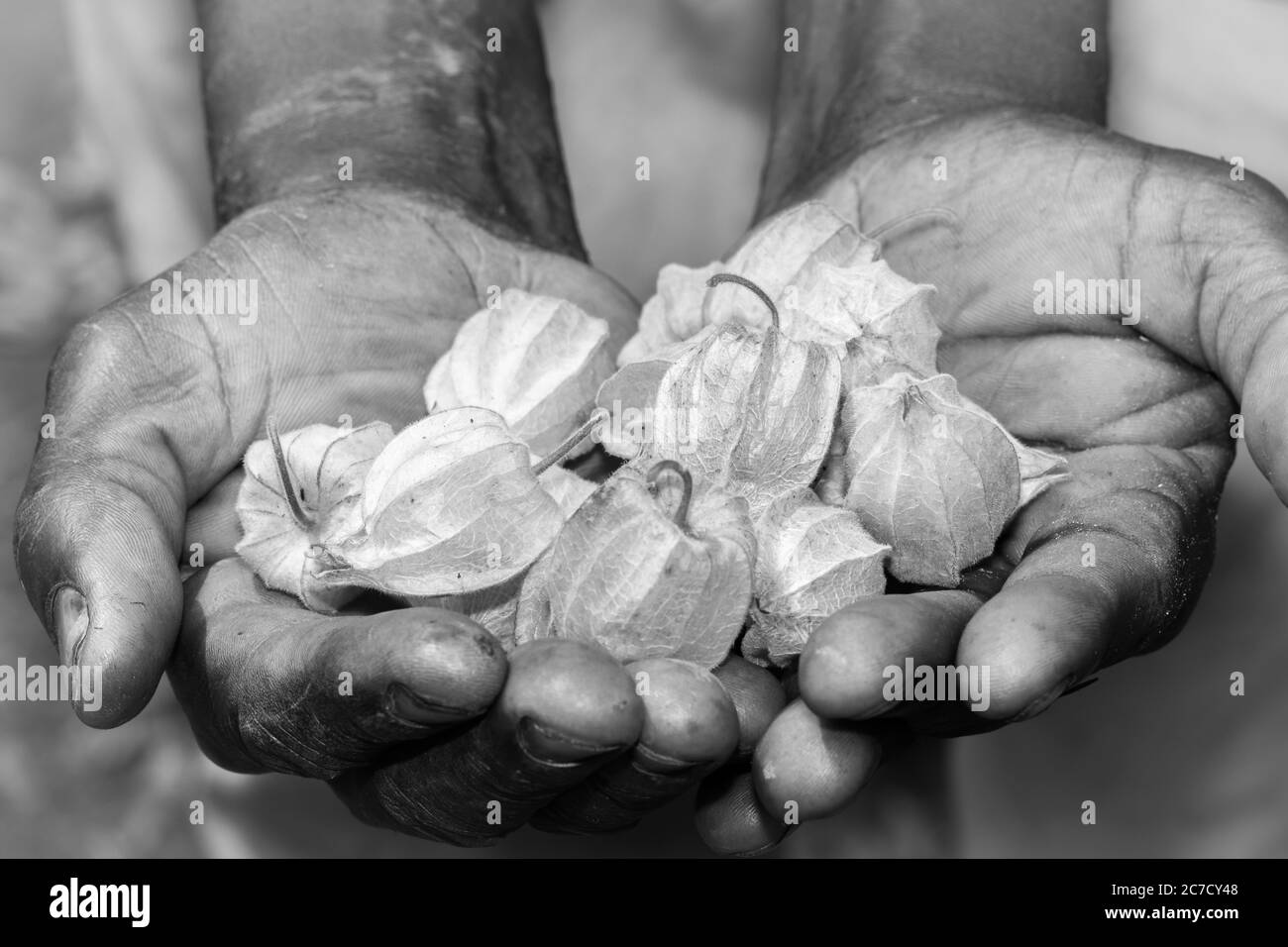 Kap Stachelbeere (Physalis peruviana) Frucht in den Händen eines Menschen, Uganda, Afrika Stockfoto