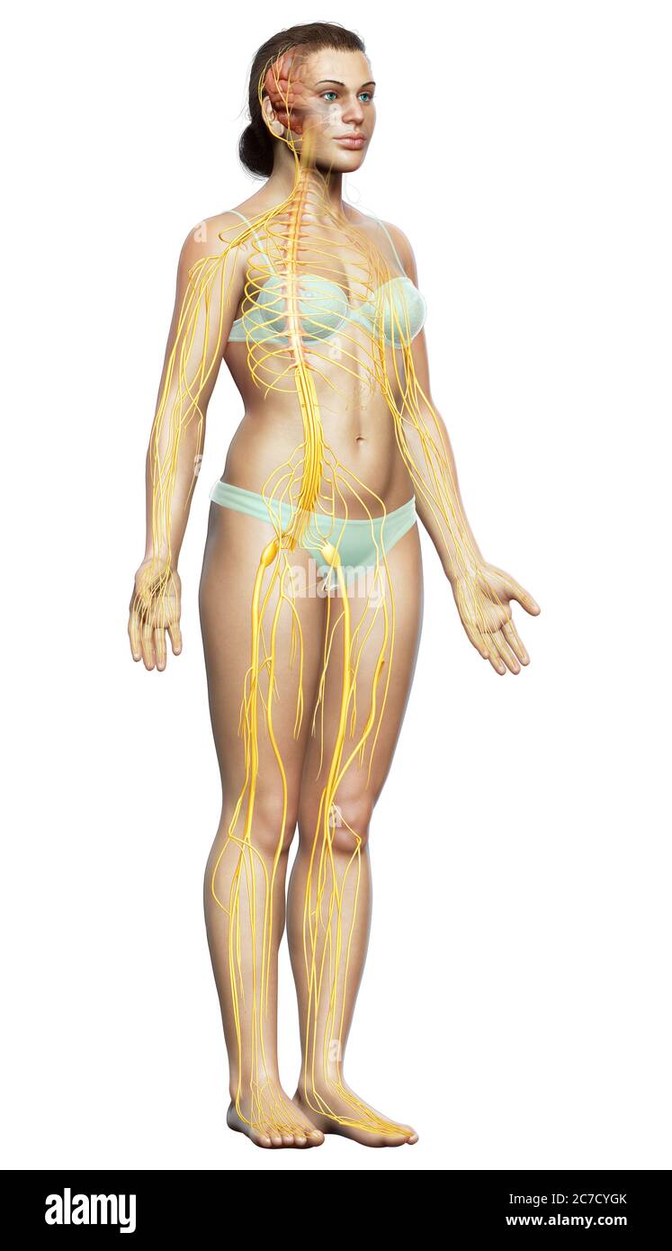 3d-Darstellung medizinisch akkurate Darstellung eines weiblichen Nervensystems Stockfoto