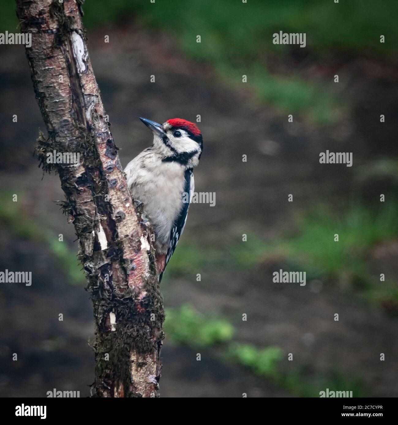 Männlicher Buntspecht (Dendrocopos major) auf einem kleinen Gartenbaum in Schottland Stockfoto