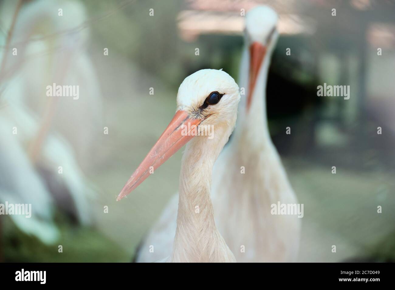 Störche in der Voliere Nahaufnahme selektiver Fokus. Stockfoto