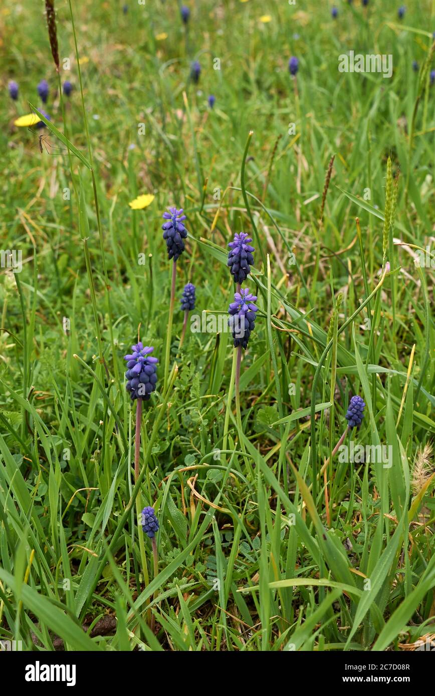 Muscari vernachlässctum blaue Blüten Stockfoto