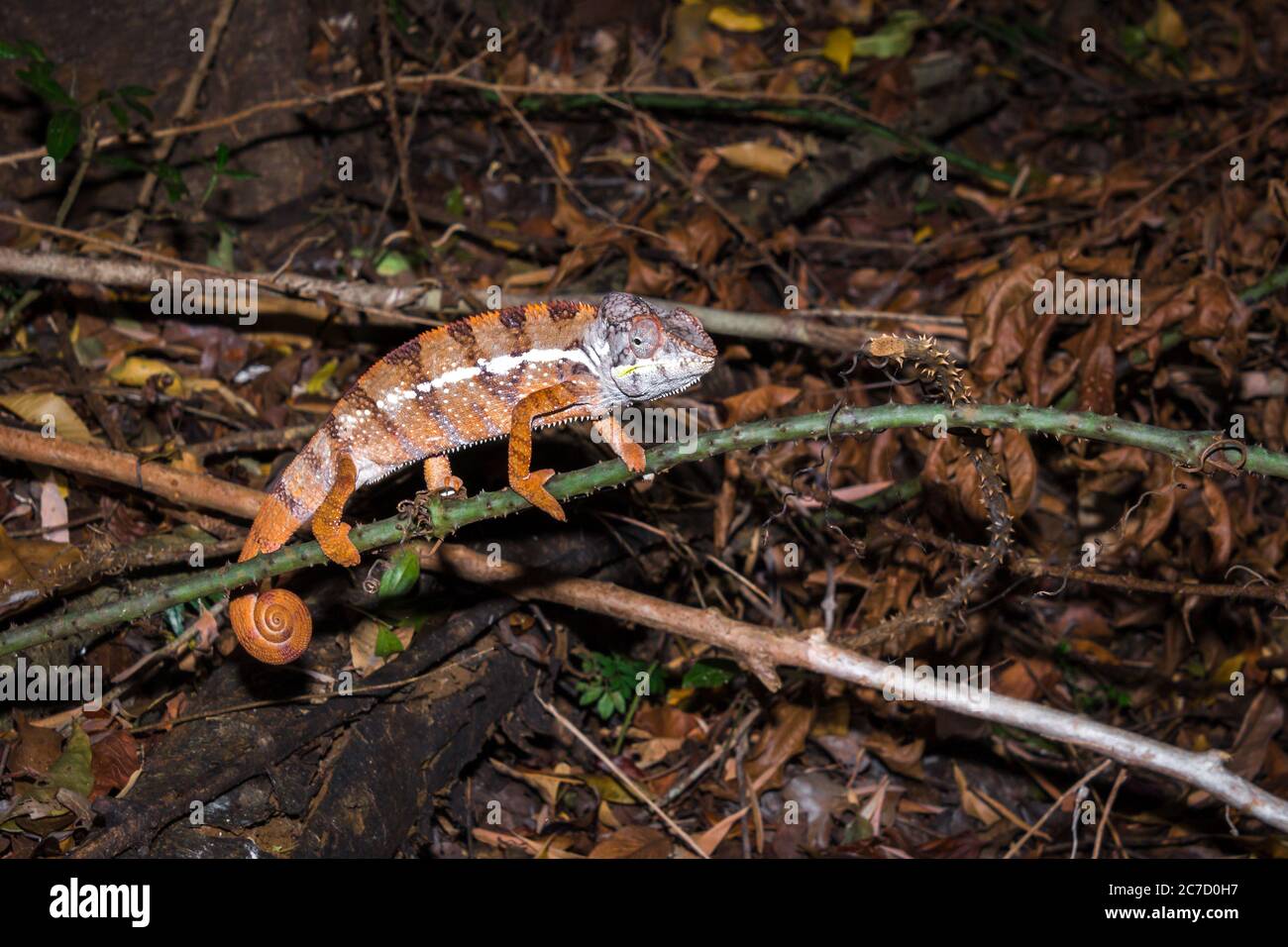 Panther chameleon (Furcifer pardalis) auf einem Ast liegend, Madagaskar Stockfoto