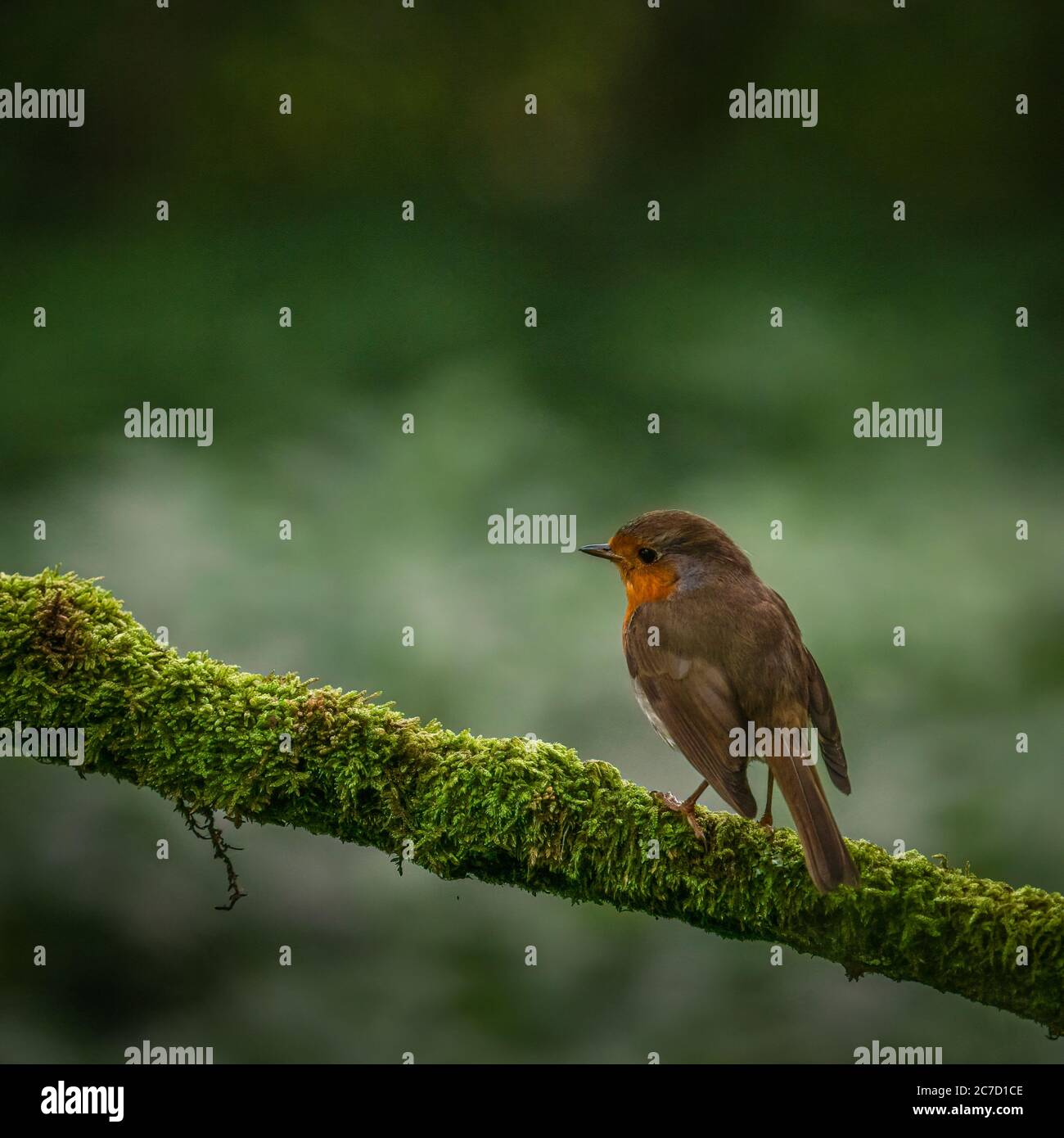 Ein Rotkehlchen, erithacus Rubecula, sitzend auf einem Zweig in einem Garten Bush in Schottland gehockt Stockfoto