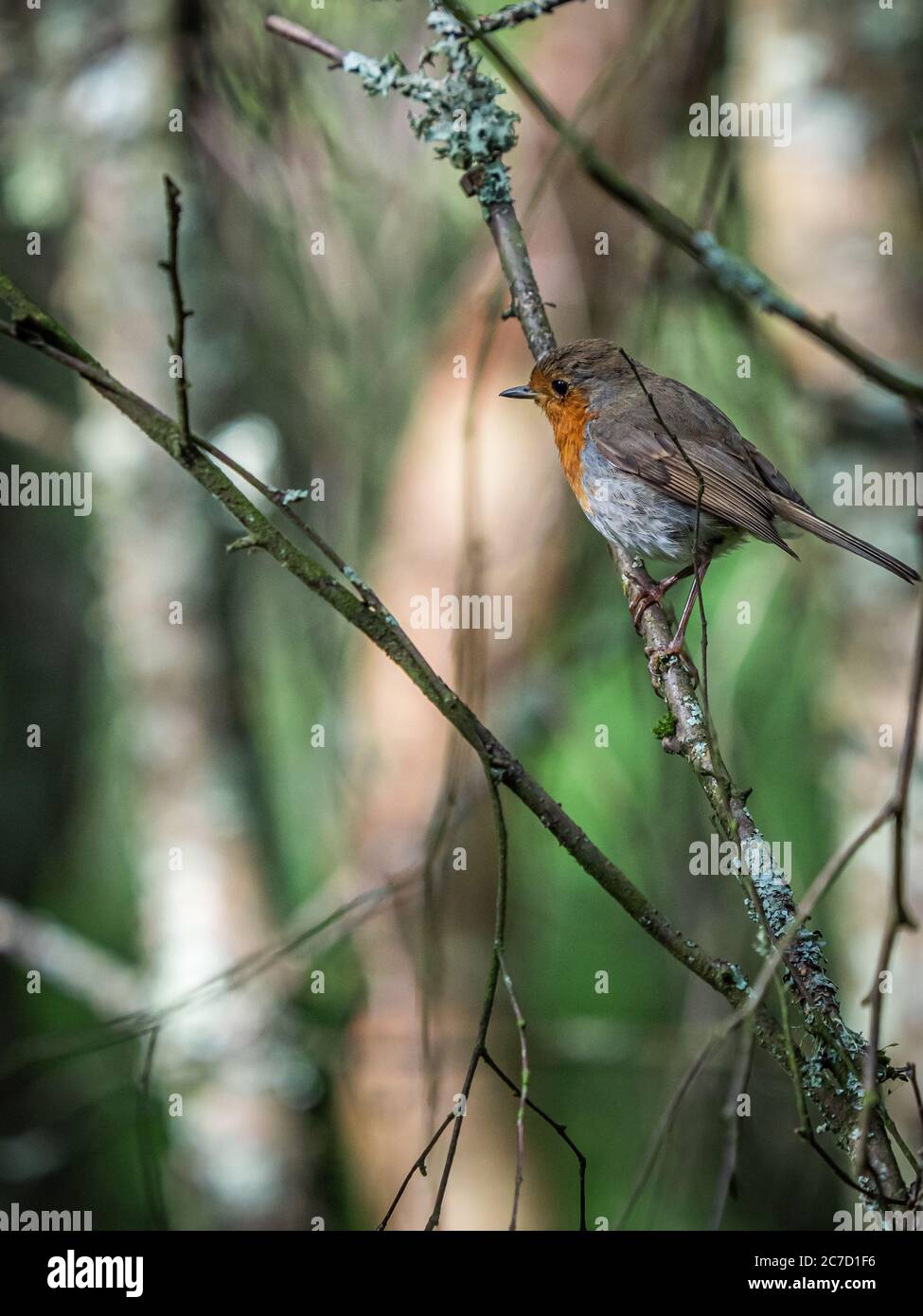 Ein Rotkehlchen, erithacus Rubecula, sitzend auf einem Zweig in einem Garten Bush in Schottland gehockt Stockfoto