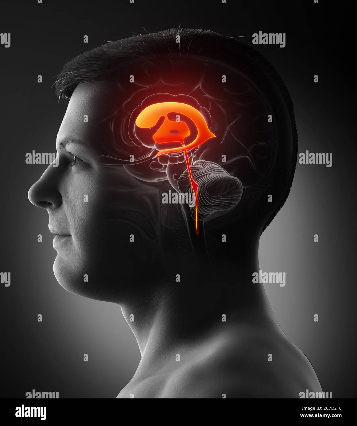 3d-Rendering medizinische Illustration der männlichen Hirnventrikel Anatomie Stockfoto