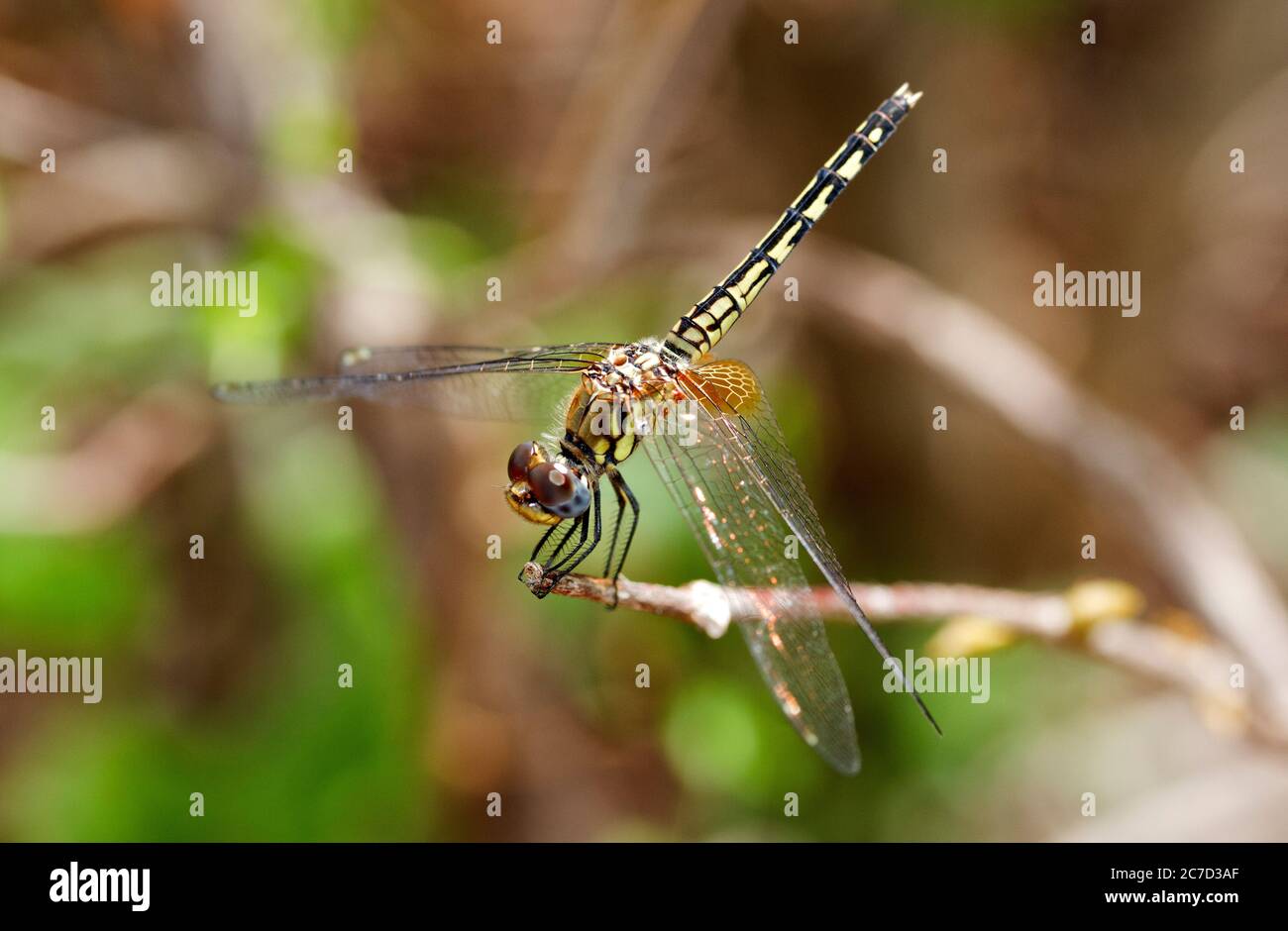 Mit einer weit verbreiteten äquatorialen Verbreitung ist der Jaunty Dropwing eine häufige Libelle aus Bächen, Flüssen und offenen Gewässern. Stockfoto