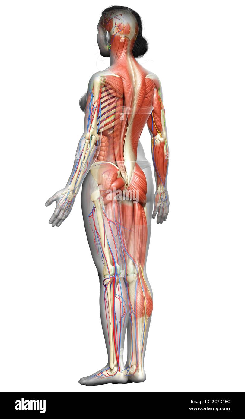 3d medizinisch präzise der weiblichen Anatomie Stockfoto