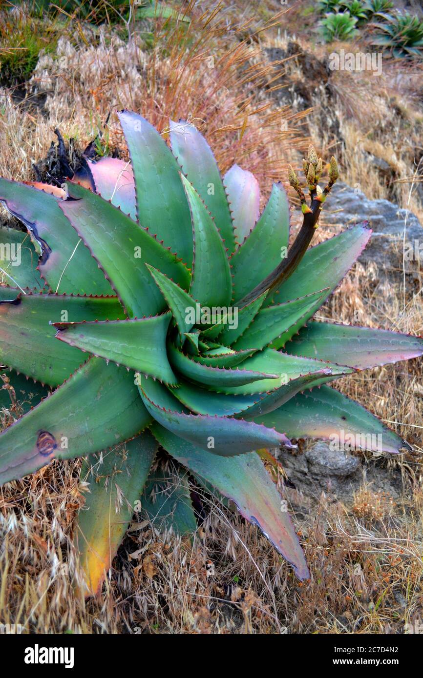 Riese aloe vera -Fotos und -Bildmaterial in hoher Auflsung  Alamy