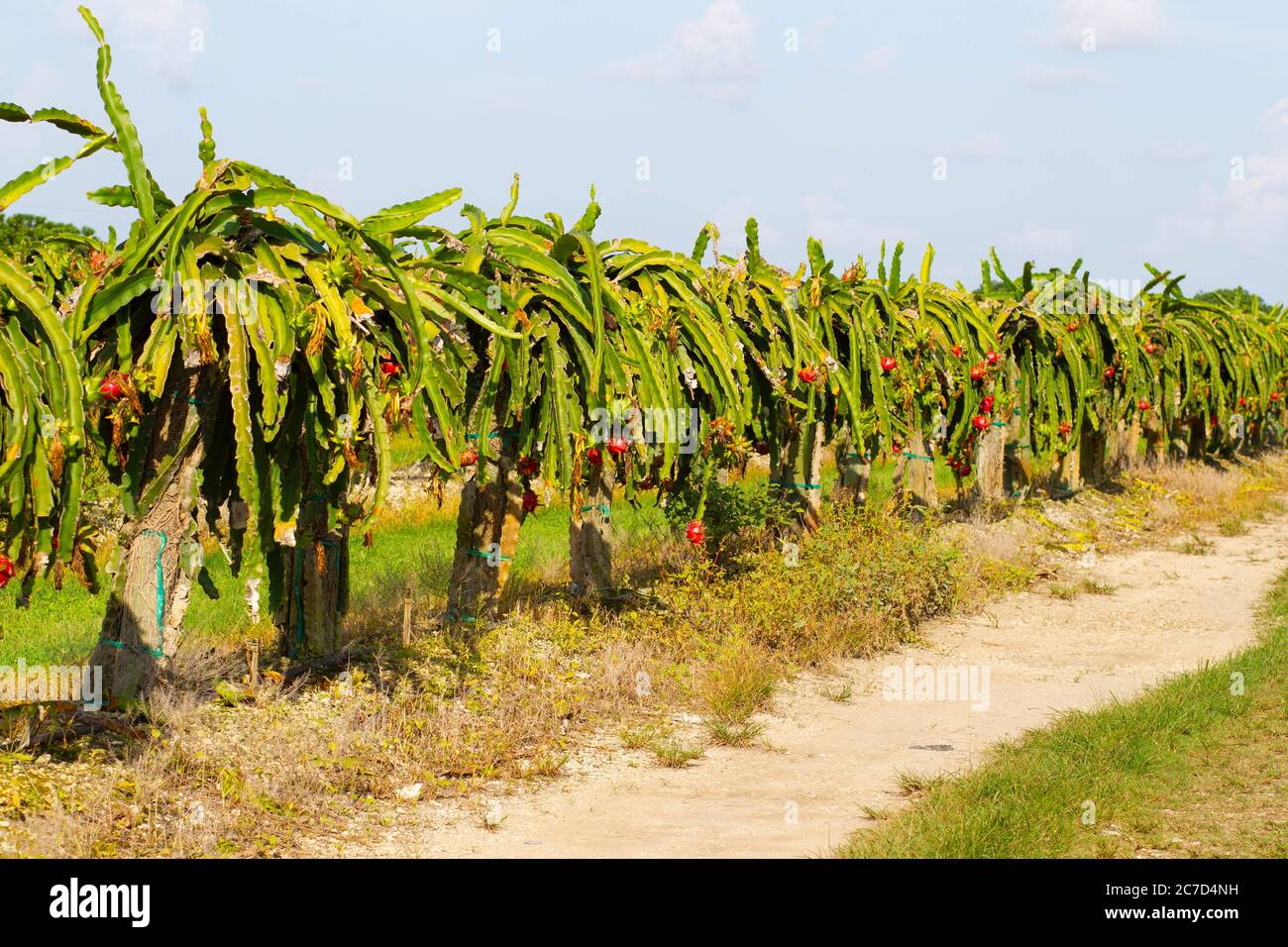 Ein Feld von Drachenfrucht in der Nähe von Homestead Florida kultiviert. Drachenfrucht wächst auf Kaktuspflanzen. Stockfoto