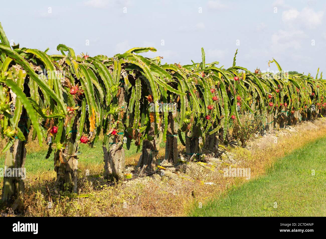 Ein Feld von Drachenfrucht in der Nähe von Homestead Florida kultiviert. Drachenfrucht wächst auf Kaktuspflanzen. Stockfoto