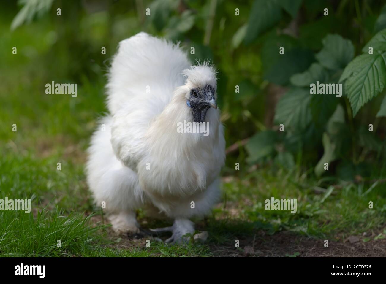 1 - Hell weiß und flauschig PET Seide bantam Huhn geht in Richtung Kamera. Stockfoto