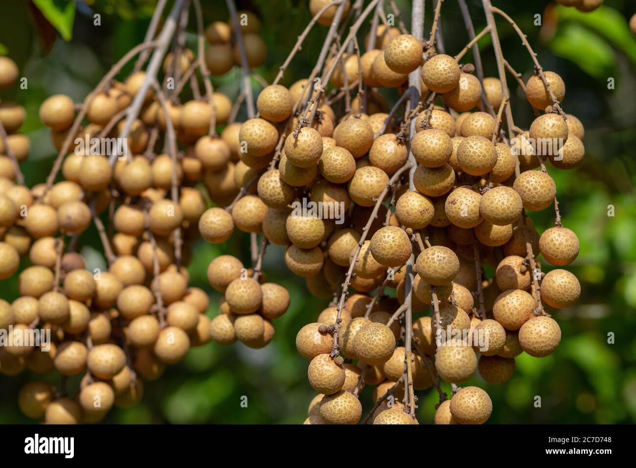 Longan Fruit oder Dragon Eye Fruit in der Nähe von Homestead Florida angebaut. Dimocarpus longan Stockfoto