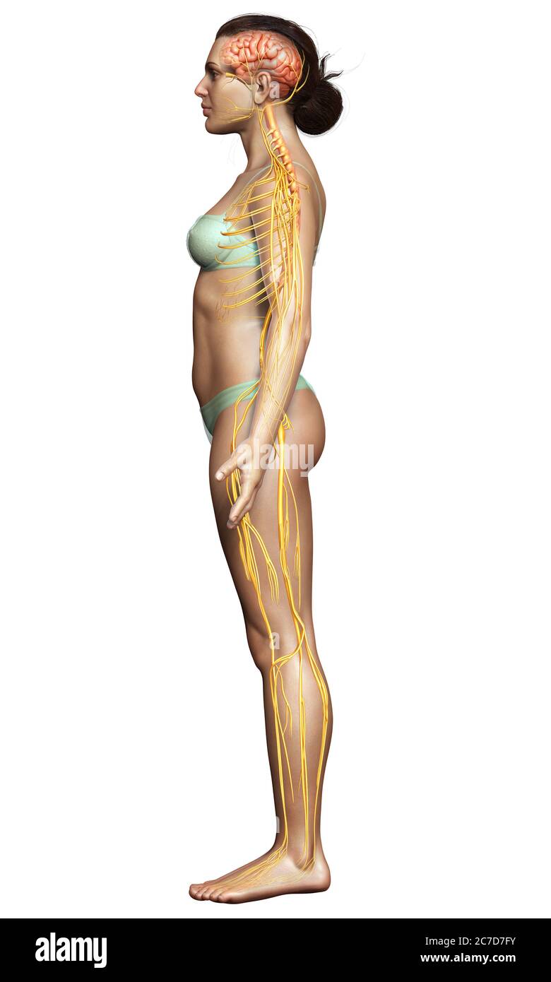 3d-Darstellung medizinisch akkurate Darstellung eines weiblichen Nervensystems Stockfoto