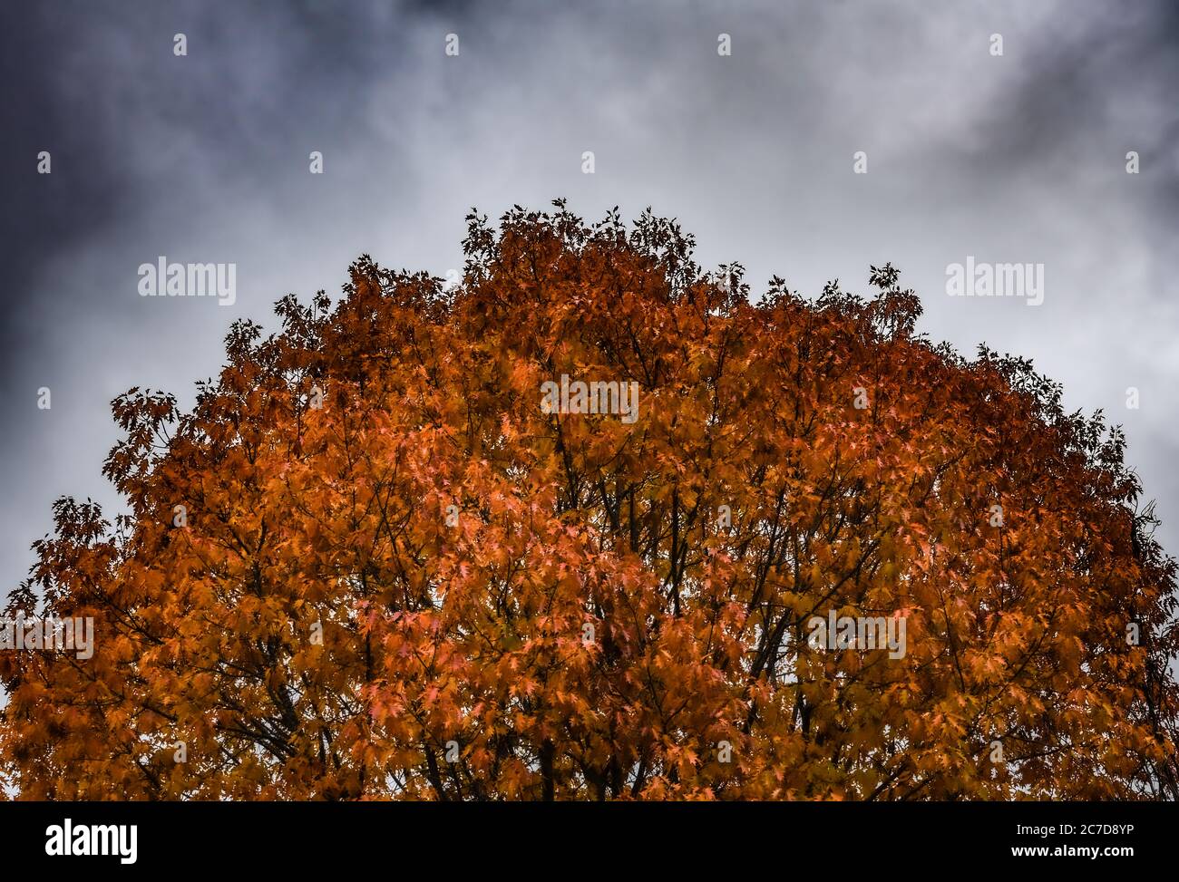 Blätter im Herbst Stockfoto