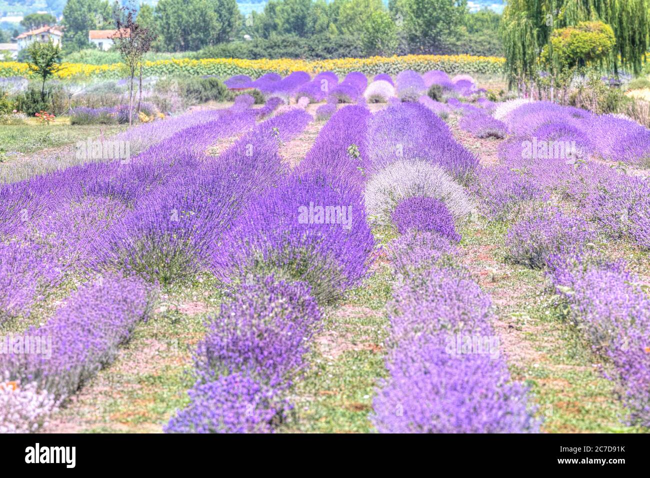 Lavendelfelder in Assisi, Umbrien, Italien, Europa Stockfoto