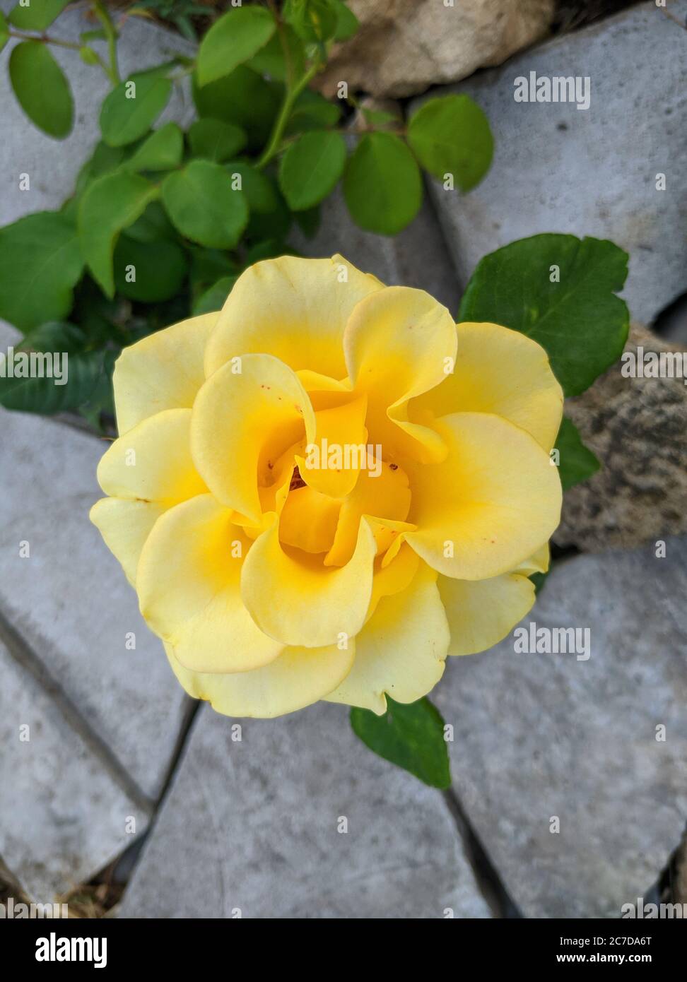 Schöne gelbe Blume der Rose der Kerio Sorte Stockfoto