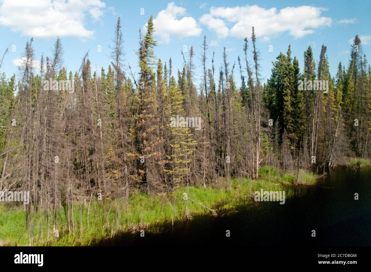 Feuchtgebiete, Moor und Nadelwälder in der abgelegenen borealen Waldwildnis nahe dem Pas, nördlich von Manitoba, Kanada. Stockfoto