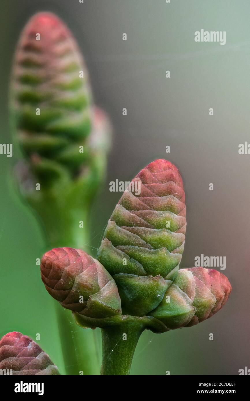 Männliche Zapfen der Welwitschia (Welwitschia mirabilis) Pflanze Stockfoto