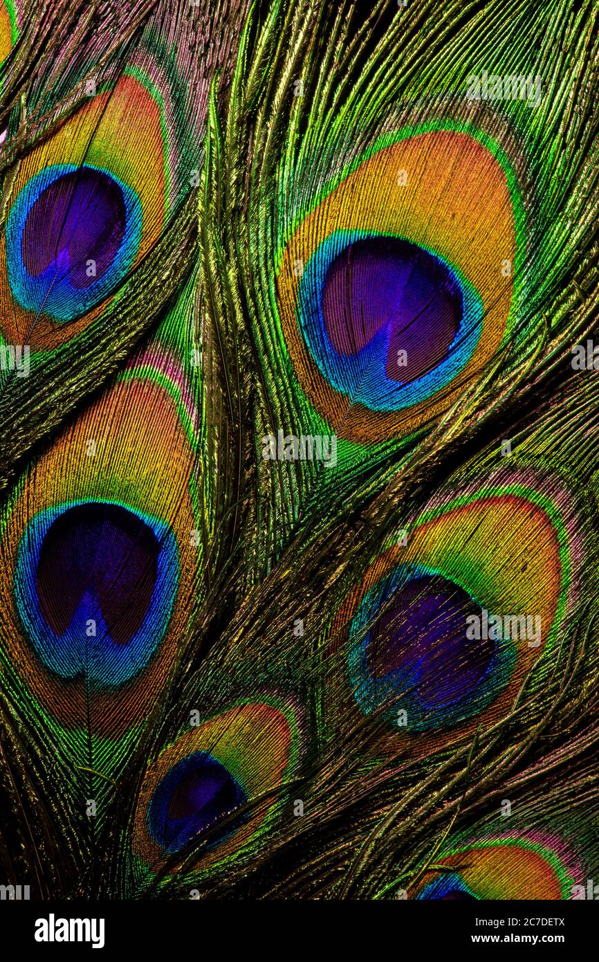 Gemälde Tier Vogel Pfauen Federn Kunst 140x70 Acrylglasbild Plexiglas Wandbild Gemälde Tier Vogel Pfauen Federn Kunst 140x70 Acrylglasbild Plexiglas Wandbild