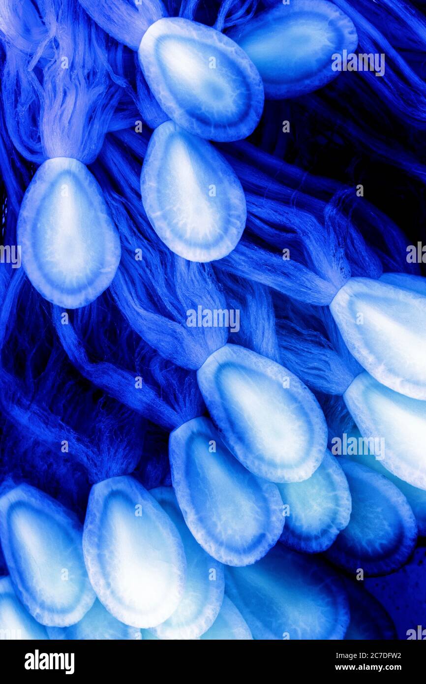 Makrofoto von beleuchteten blauen und violetten Milchkrautsamen, die im Wasser schwimmen. Ich beleuchtete sie von unten, um ihm einen surrealen aquatischen Look zu verleihen. Stockfoto