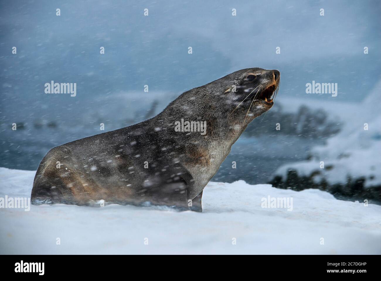 Eine antarktische Pelzrobbe, Arctocephalus gazella, unter starkem Schneefall, Portal Point, Antarktis. RCGS Resolute One Ocean Navigator, ein fünf-Sterne-Polar i Stockfoto