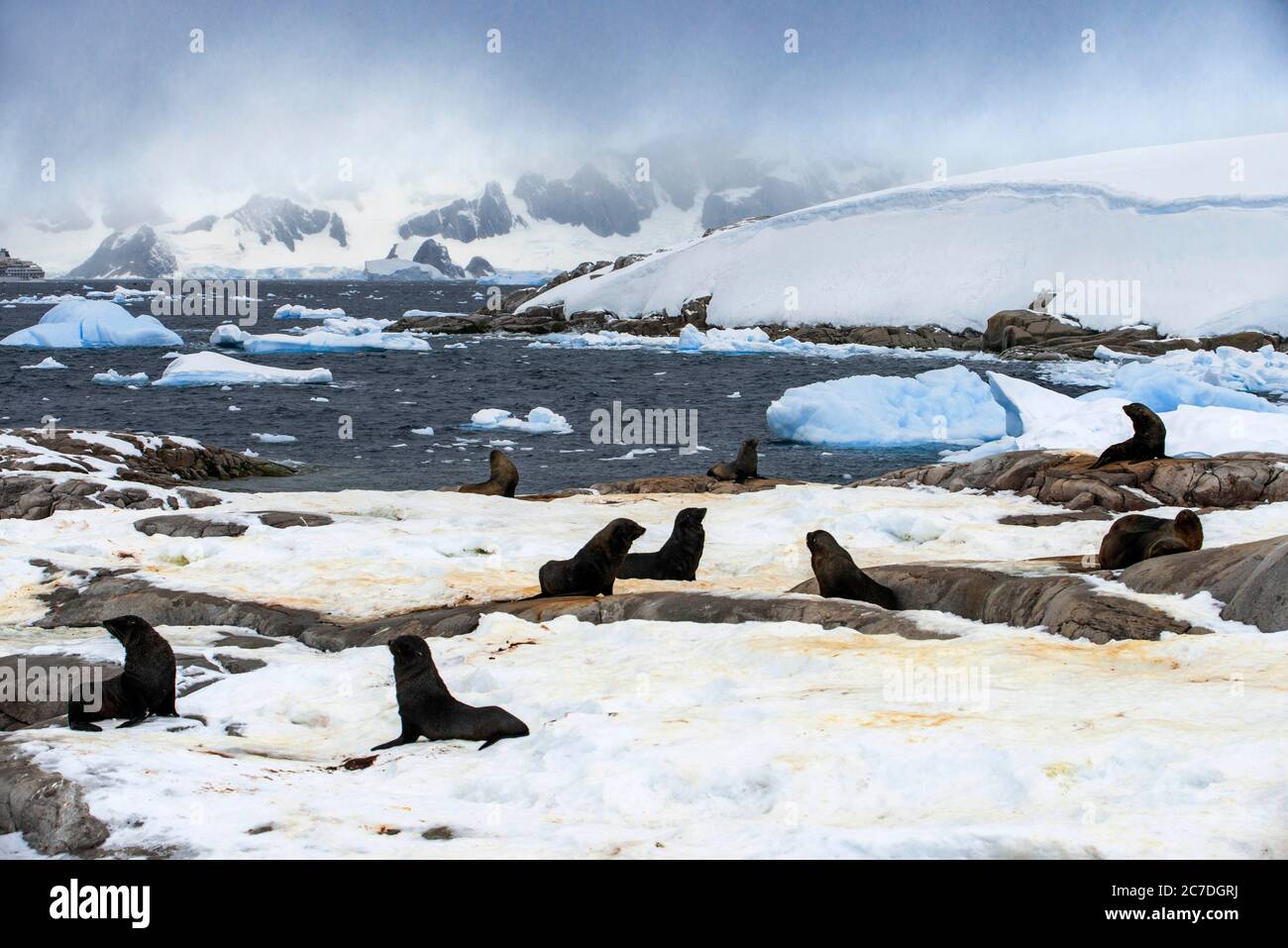 Antarktische Pelzrobbe (Arctocephalus gazella), Portal Point, Antarktis. RCGS Resolute One Ocean Navigator, eine polare, eisverstärkte fünf-Sterne-Expedition Stockfoto