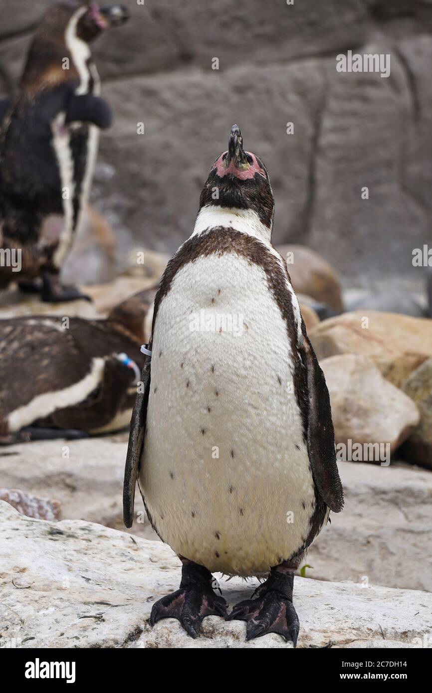 Nahaufnahme des Humboldtpinguins (Spheniscus humboldti) in Gefangenschaft, der im Freigehege im West Midland Safari Park steht und in den Himmel blickt. Stockfoto