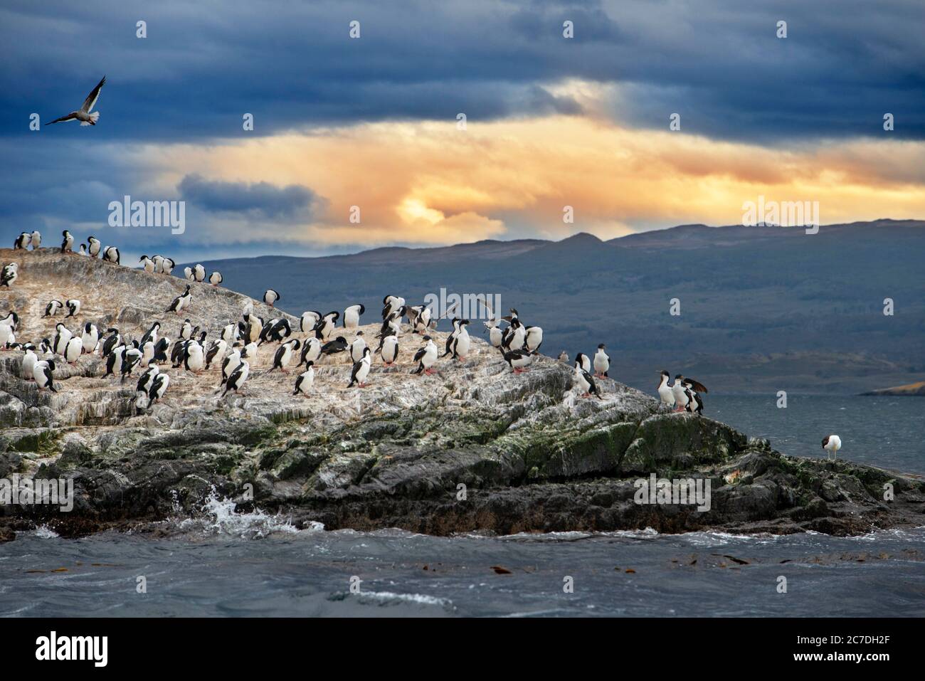 Kolonie der Kormorane im Beagle Kanal Kreuzfahrtschiff im Tierra del Fuego Nationalpark, Ushuaia, Argentinien. Stockfoto