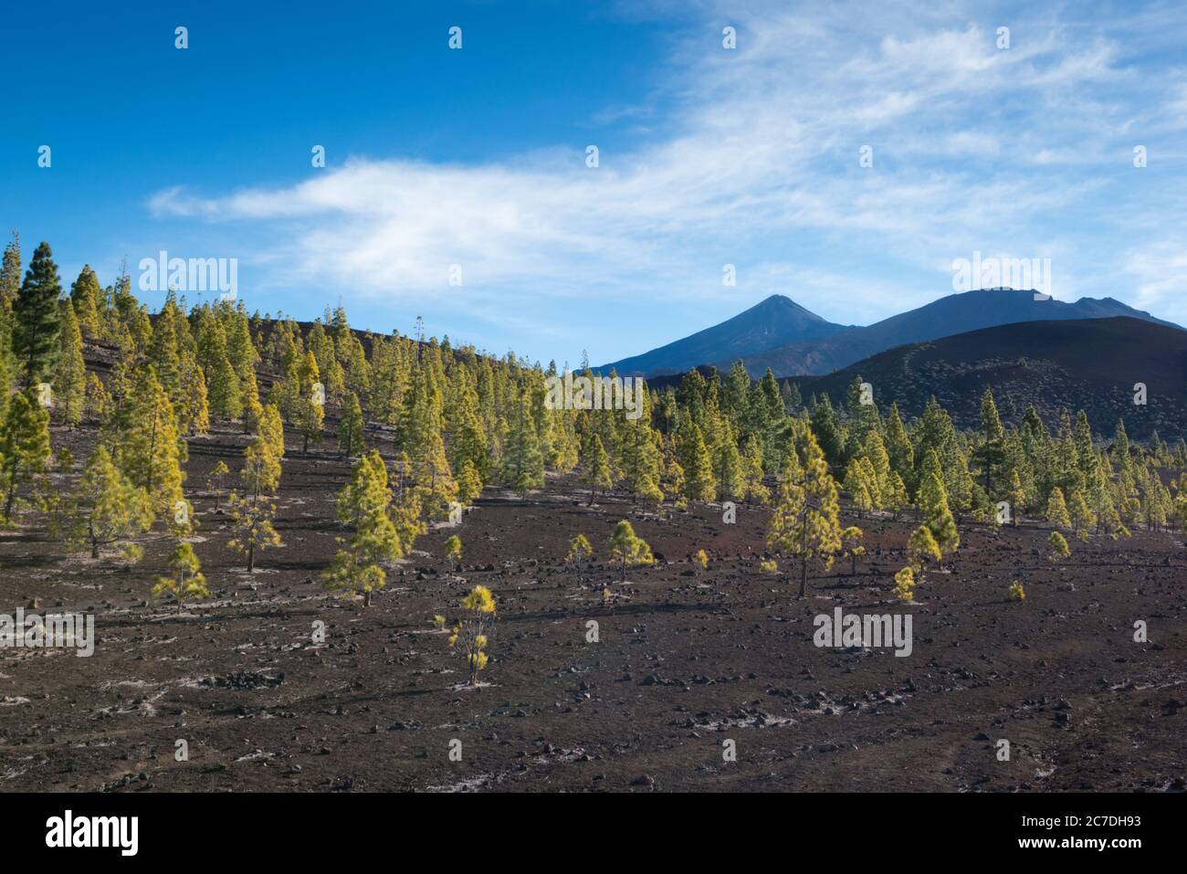 Wandern auf den Teide auf Teneriffa, Kanarische Inseln, Spanien Stockfoto