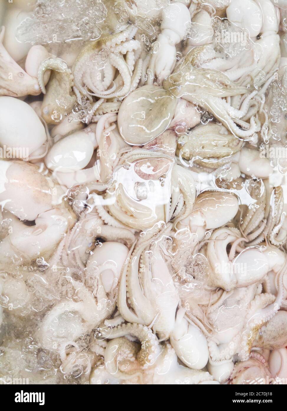 Kleiner Oktopus (DOLLFUS' OCTOPUS) in der Plastikschale mit dem Eiswürfel, ein Fischrestaurant auf dem lokalen Markt Thailands. Stockfoto