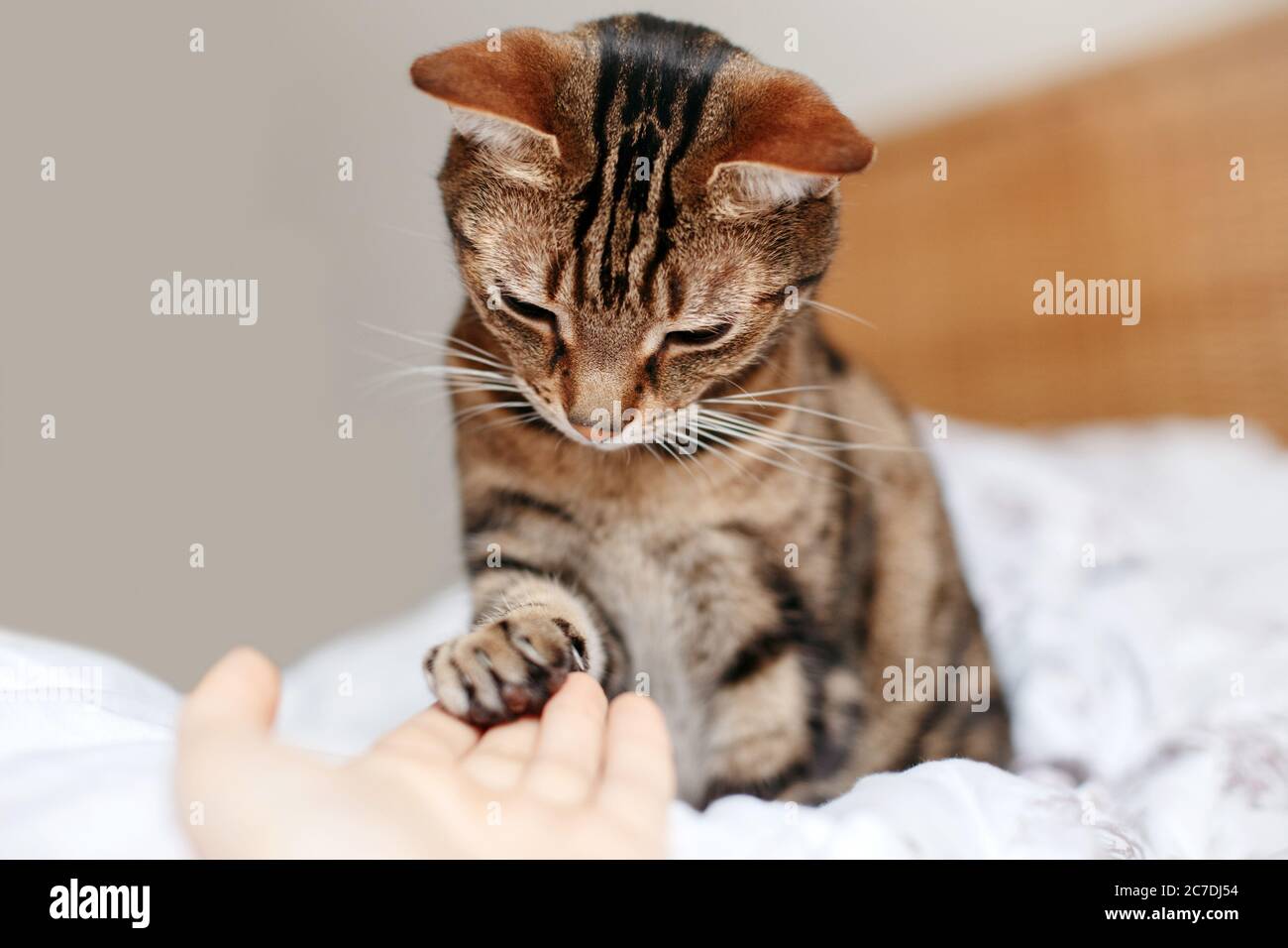 Mann, der der Katze mit Tabby eine leere Handfläche schenkt. Frau, die Katzen berührt, pAW als Zeichen der Unterstützung, des Mitgefühls und der Fürsorge. Beziehung Freundschaft von Mensch und tun Stockfoto