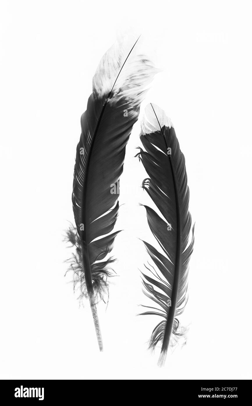 Dies ist eine Nahaufnahme von schwarzen und weißen Indianerfedern. Stockfoto