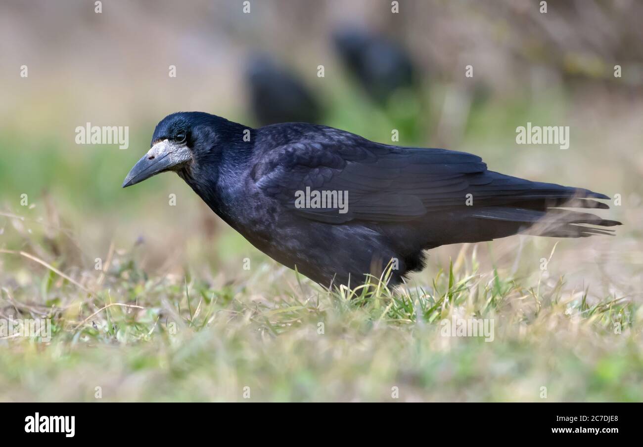 Shiny Rook (corvus frugilegus) spaziert im Frühjahr auf der Grasdecke Stockfoto