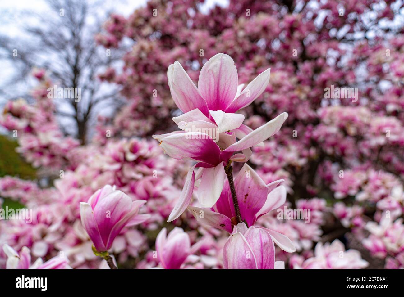 Kirschblüten, Central Park, New York Stockfoto